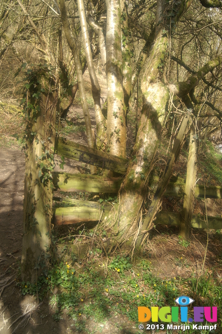 D7D00398 Old wooden fence by river Wye